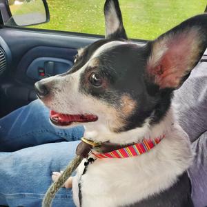 Lila, Terrier, Rat, adult, available for adoption