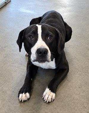 BLAZE, Pit Bull Terrier Mix, adult, available for adoption