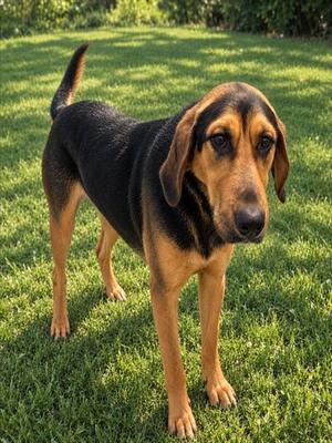 KENNY, Black and Tan Coonhound Mix, young, available for adoption