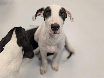 Two black and white dogs, one sitting and one lying down, on a white background.