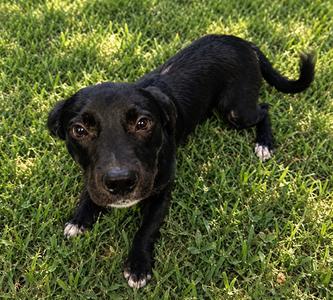 KEGAN, Labrador Retriever Mix, young, available for adoption