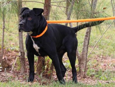 COSMO, Pit Bull Terrier, adult, available for adoption