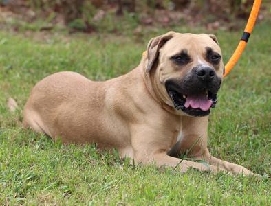 A brown dog lying on grass with its mouth open, showing its tongue, and holding a yellow leash.
