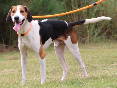 HUNTER, Treeing Walker Coonhound, young, available for adoption