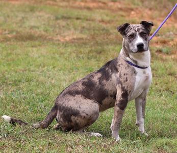 A merle-colored dog sitting on grass, wearing a purple collar and leash.