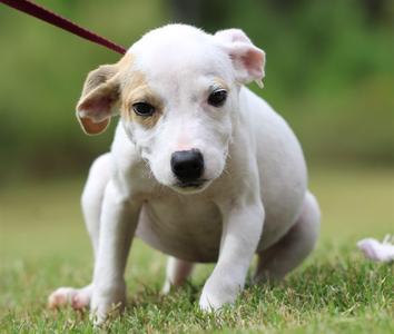 BELL, Pit Bull Terrier Mix, puppy, available for adoption