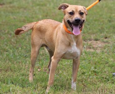 A happy brown dog with a pink tongue sticking out, wearing an orange collar, standing on grass.