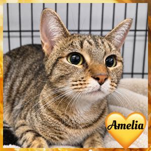 Amelia, adult, available for adoption