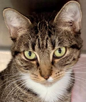 LOLA, adult, available for adoption