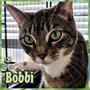 BOBBI, young, available for adoption
