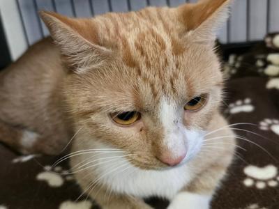 Marigold, available for adoption
