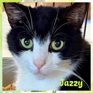 Jazzy, adult, available for adoption