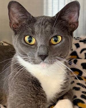 Duchess, adult, available for adoption