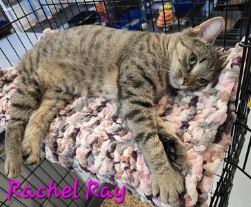 Rachel Ray, adult, available for adoption