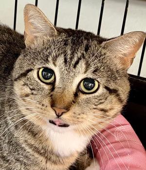 King Tut, adult, available for adoption