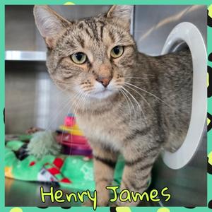 HENRY JAMES, adult, available for adoption