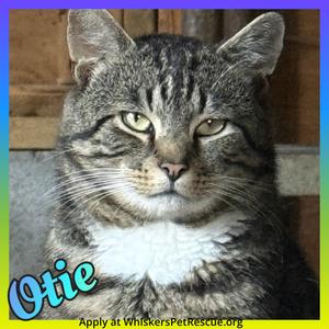 Otie, adult, available for adoption