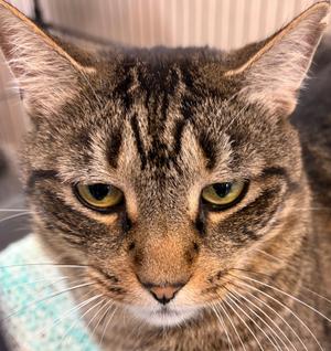 GOOSE, adult, available for adoption