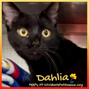 A close-up of a black cat with bright yellow eyes, named Dahlia. The cat is looking directly at the camera. The image has a yellow border and text at the bottom that reads "Dahlia" with a small flower icon, and below that, "Apply at whiskersPetRescue.org".