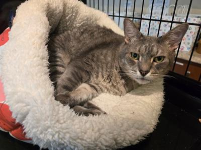 Gus, available for adoption
