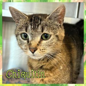 Chiquitin, available for adoption