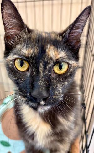 Chai, young, available for adoption