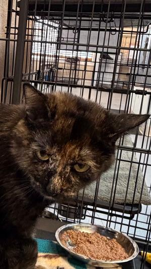 Belinda, young, available for adoption