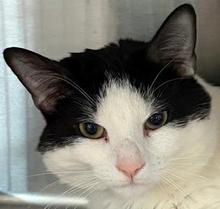 Linden St Charlie, adult, available for adoption