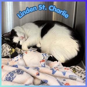 Linden St Charlie, adult, available for adoption
