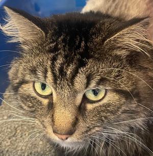 HUBBY, adult, available for adoption