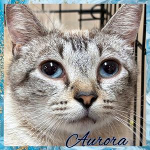 AURORA, adult, available for adoption