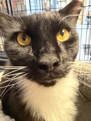 Butler, adult, available for adoption