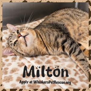 MILTON (fiv+), adult, available for adoption