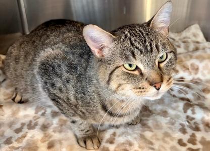 FIV + MILTON, adult, available for adoption