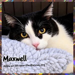 Maxwell, adult, available for adoption