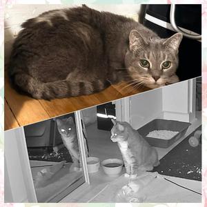 AVA, adult, available for adoption