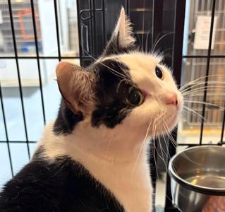 GABBY, adult, available for adoption