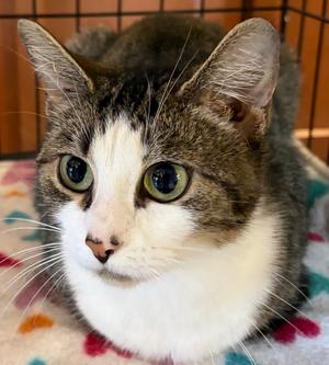 MISTY JANE, adult, available for adoption