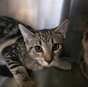 Algebra, available for adoption