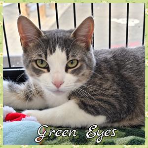 Green Eyes, adult, available for adoption