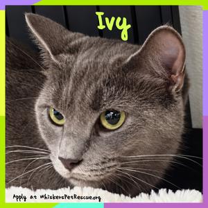 Ivy, adult, available for adoption
