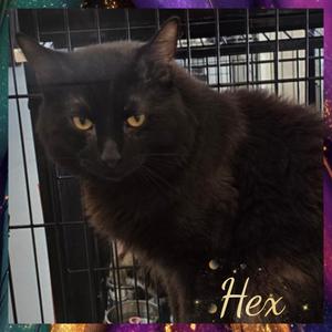 Hecuba (Hex), available for adoption