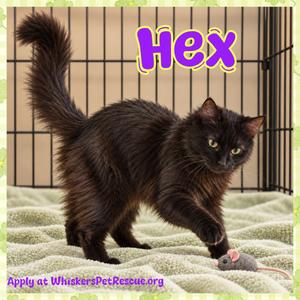 Hex, adult, available for adoption