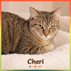CHERI, young, available for adoption