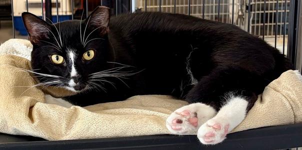 Craig, adult, available for adoption