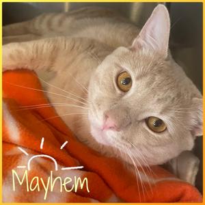 MAYHEM, adult, available for adoption