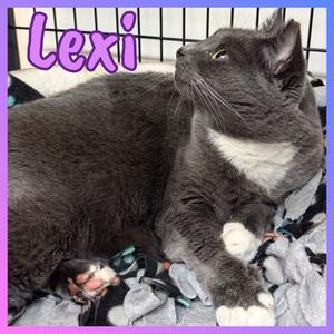 Lexi, available for adoption