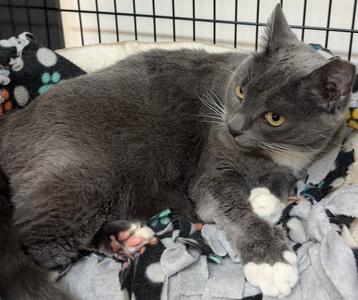 Lexi, available for adoption