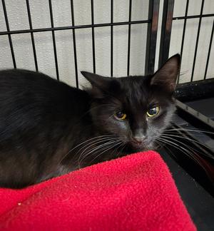 Morticia, adult, available for adoption