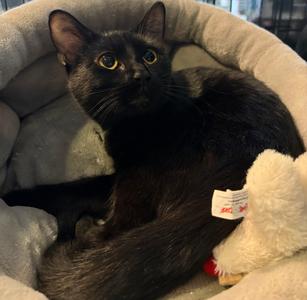 Piper, adult, available for adoption
